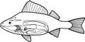 Coloring page with scheme of internal anatomy of fish. Educational material with structure of perch Perca fluviatilis